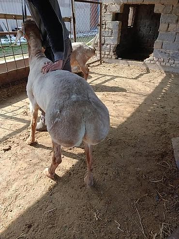 Продаю | Овца (самка) | Для разведения at lalafo.kg Продаю | Овца (самка) | Для разведения