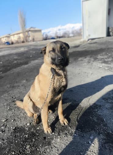 Порода: бельгийская овчарка (малинуа) Самец Описание: - ОПЫТНЫЙ at lalafo.kg Порода: бельгийская овчарка (малинуа) Самец Описание: - ОПЫТНЫЙ