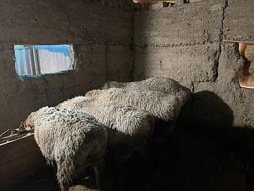 Продаю | Овца (самка) | Для разведения | Матка at lalafo.kg Продаю | Овца (самка) | Для разведения | Матка