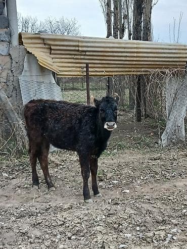 Продаю | Музоо, торпок | На откорм | Привязанные at lalafo.kg Продаю | Музоо, торпок | На откорм | Привязанные