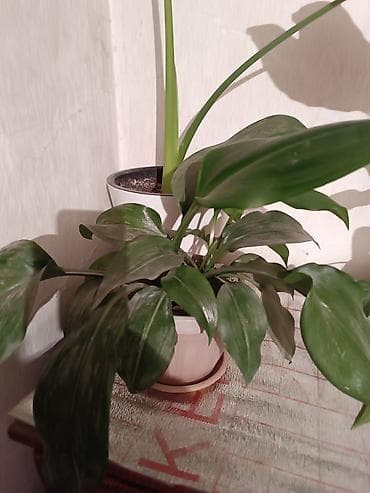 Комнатные растения — коллекция 1) Боугиенвиллия (Bougainvillea) - at lalafo.kg Комнатные растения — коллекция 1) Боугиенвиллия (Bougainvillea) -