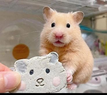 Продаются сирийские и джунгарские хомячки. Ручные не кусаются. Есть at lalafo.kg Продаются сирийские и джунгарские хомячки. Ручные не кусаются. Есть