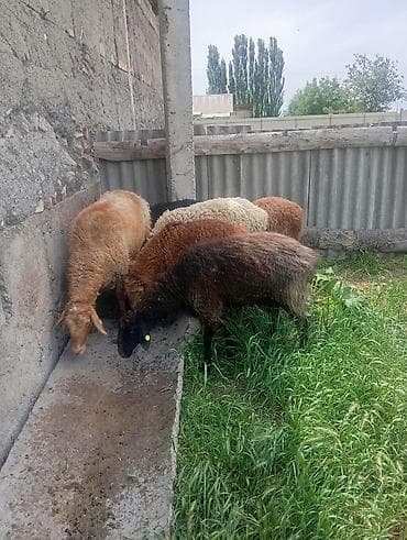 2 барана и 3 ягненка надо подстричь находится в Канте Котовский at lalafo.kg 2 барана и 3 ягненка надо подстричь находится в Канте Котовский