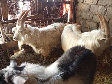 Продаётся теке!!!Цена:договорная|Писать и звонить по at lalafo.kg Продаётся теке!!!Цена:договорная|Писать и звонить по