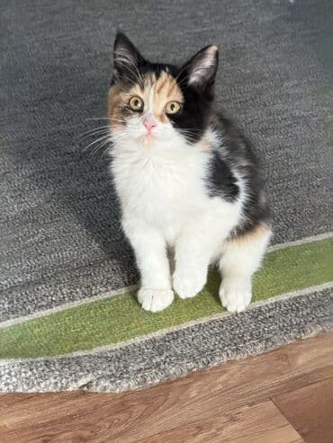 Котята-домашние любимцы А Описание: - Очаровательные котята с плюшевой at lalafo.kg Котята-домашние любимцы А Описание: - Очаровательные котята с плюшевой