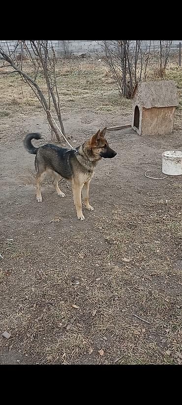 Овчарка, 9 месяцев, Самец, С прививкой at lalafo.kg Овчарка, 9 месяцев, Самец, С прививкой