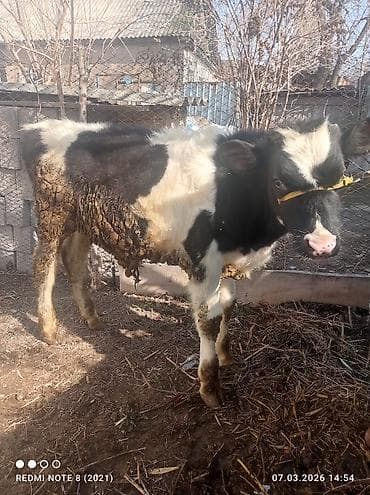 Продаю | Бык (самец) at lalafo.kg Продаю | Бык (самец)