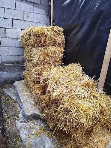 Продаются тюки сена,6 шт at lalafo.kg Продаются тюки сена,6 шт