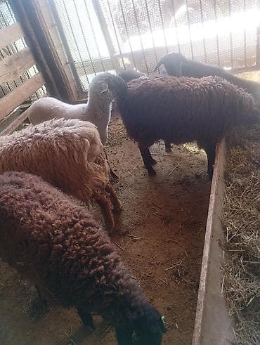 Продаю | Ягненок | Полукровка | Для разведения | Ярка at lalafo.kg Продаю | Ягненок | Полукровка | Для разведения | Ярка