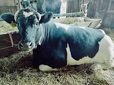 Продаю | Корова (самка) | Голштин, Швицкая | Для разведения | Привязанные at lalafo.kg Продаю | Корова (самка) | Голштин, Швицкая | Для разведения | Привязанные