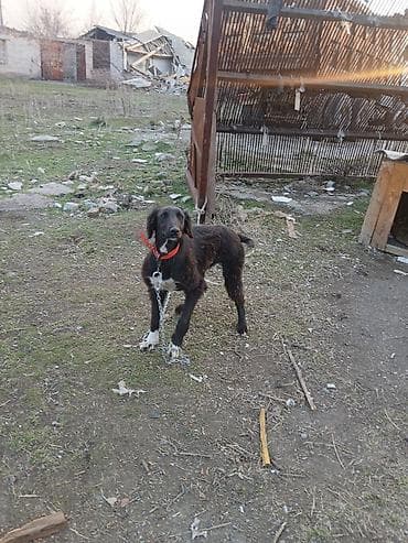 Тайган, 5 месяцев, Самка, С прививкой at lalafo.kg Тайган, 5 месяцев, Самка, С прививкой