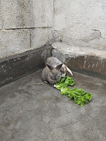 Кролики декоративные - Породы/типы на фото: вислоухий (лопоухий) at lalafo.kg — 3 Кролики декоративные - Породы/типы на фото: вислоухий (лопоухий) — 3