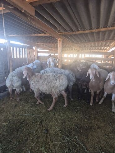 Продаю | Баран (самец) | Арашан | Для разведения | Осеменитель at lalafo.kg Продаю | Баран (самец) | Арашан | Для разведения | Осеменитель