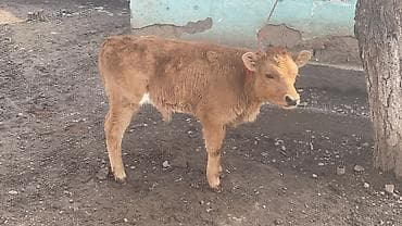 Продаю | Музоо, торпок | На откорм | Привязанные at lalafo.kg Продаю | Музоо, торпок | На откорм | Привязанные