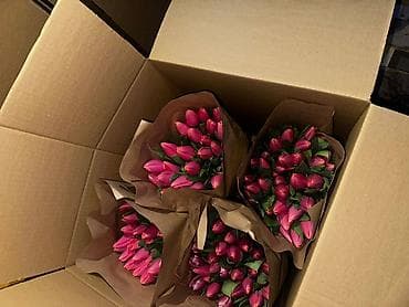 В наличии Голландский Тюльпаны 🌷🌷 имеются в ярких и разных цветах at lalafo.kg В наличии Голландский Тюльпаны 🌷🌷 имеются в ярких и разных цветах