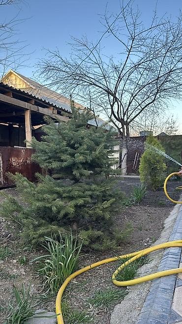 1 Тянь Шанский примерно 2,5 метр 1 Голубой ель примерно 1,2 метр Цена at lalafo.kg 1 Тянь Шанский примерно 2,5 метр 1 Голубой ель примерно 1,2 метр Цена