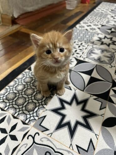 Очаровательные котята, домашнего выращивания. - Возраст: примерно 4–6 at lalafo.kg Очаровательные котята, домашнего выращивания. - Возраст: примерно 4–6