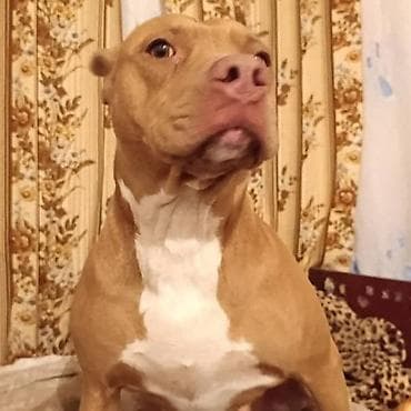 Собака даром: Питбуль, 3 года, Самка at lalafo.kg Собака даром: Питбуль, 3 года, Самка