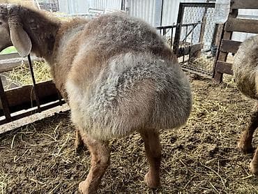 Сатам | Кочкор (эркек) | Арашан | Көбөйтүү үчүн | Жасалма жол менен боозутуу, Асыл тукумдуу lalafo.kg да — 4 Сатам | Кочкор (эркек) | Арашан | Көбөйтүү үчүн | Жасалма жол менен боозутуу, Асыл тукумдуу — 4