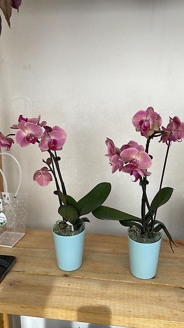 Антуриумдар: Комнатные цветы в стильном оформлении - Азалия в кашпо: пышные кусты lalafo.kg да — 3 Антуриумдар: Комнатные цветы в стильном оформлении - Азалия в кашпо: пышные кусты — 3