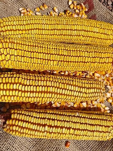 Кукуруза на семена хорошо подходит для силоса Сорт:Югославская местная at lalafo.kg Кукуруза на семена хорошо подходит для силоса Сорт:Югославская местная