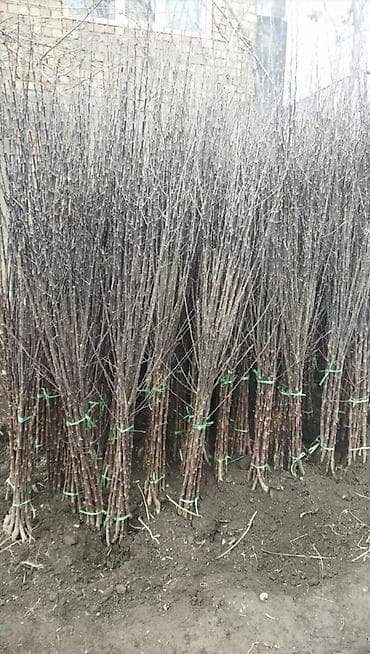 Саженцы оптом и в розницу г.Бишкек доставка по городу Все виды at lalafo.kg Саженцы оптом и в розницу г.Бишкек доставка по городу Все виды