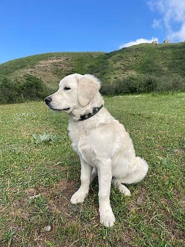 Ит кууту: Ретривер, Ургаачы, 2 жаш, Эмделген, Ит тегин тастыктоочу документ lalafo.kg да — 2 Ит кууту: Ретривер, Ургаачы, 2 жаш, Эмделген, Ит тегин тастыктоочу документ — 2