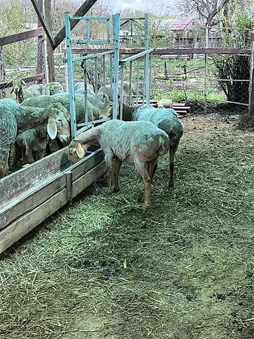 Продаю | Овца (самка) | На забой, Для разведения | Племенные at lalafo.kg Продаю | Овца (самка) | На забой, Для разведения | Племенные