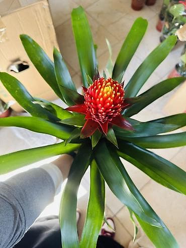 Гузмания (Guzmania) с ярким красно‑оранжевым соцветием в розетке at lalafo.kg Гузмания (Guzmania) с ярким красно‑оранжевым соцветием в розетке
