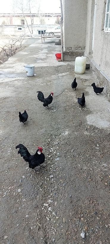 Продаю | Куры, Петух | Для разведения at lalafo.kg Продаю | Куры, Петух | Для разведения