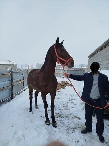 Продаю | Конь (самец) | Рабочий at lalafo.kg Продаю | Конь (самец) | Рабочий