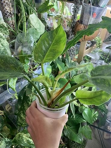 Продам филодендрон грин конго марбл at lalafo.kg Продам филодендрон грин конго марбл