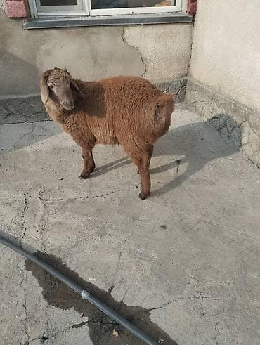 Продаю | Коза (самка) | Полукровка | Для молока | Племенные at lalafo.kg Продаю | Коза (самка) | Полукровка | Для молока | Племенные