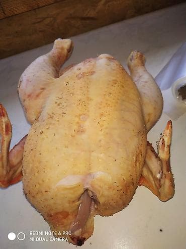 Күрп эти: Бройлеры выращенные домашних условиях живым lalafo.kg да — 2 Күрп эти: Бройлеры выращенные домашних условиях живым — 2