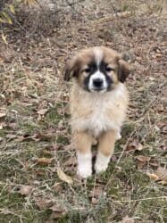 🆘🆘🆘🆘🆘🆘🆘🆘🆘 Вс хотите быть счастливым Но это ня получаейся ? Приютиме at lalafo.kg 🆘🆘🆘🆘🆘🆘🆘🆘🆘 Вс хотите быть счастливым Но это ня получаейся ? Приютиме