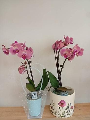 Антуриумдар: Комнатные цветы в стильном оформлении - Азалия в кашпо: пышные кусты lalafo.kg да — 5 Антуриумдар: Комнатные цветы в стильном оформлении - Азалия в кашпо: пышные кусты — 5