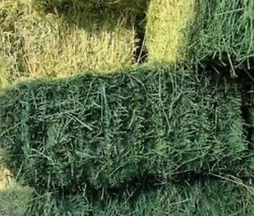 Описание: Продаются тюки клевер, плотно спрессованные, что at lalafo.kg Описание: Продаются тюки клевер, плотно спрессованные, что