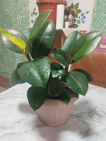 Фикус эластика (каучуконосный), компактный куст в горшке. - Листья at lalafo.kg Фикус эластика (каучуконосный), компактный куст в горшке. - Листья