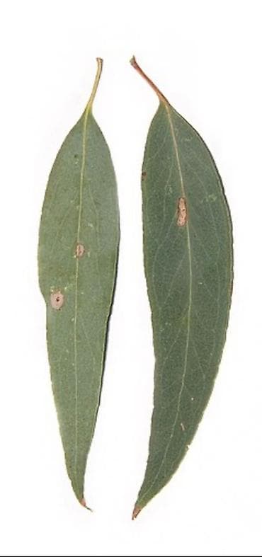 Эвкалиптовые листья (цельные, продолговатые, ланцетные) привезены из at lalafo.kg Эвкалиптовые листья (цельные, продолговатые, ланцетные) привезены из