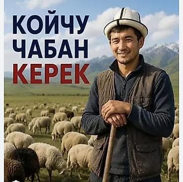 Требуется Пастух, Оплата: Ежемесячно, Питание at lalafo.kg Требуется Пастух, Оплата: Ежемесячно, Питание