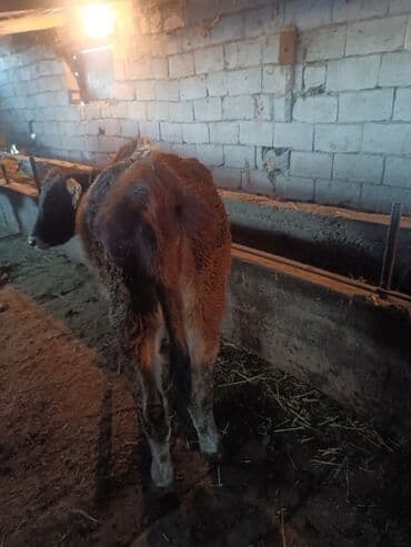 Продаю | Тёлка | На откорм at lalafo.kg Продаю | Тёлка | На откорм