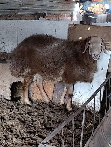 Продаю | Баран (самец) | Арашан at lalafo.kg Продаю | Баран (самец) | Арашан