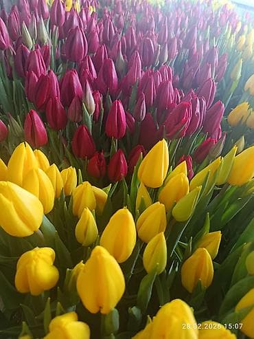 TagAZ: Тюльпаны с луковицей. - Свежесрезанные тюльпаны с плотными at lalafo.kg — 1 TagAZ: Тюльпаны с луковицей. - Свежесрезанные тюльпаны с плотными — 1