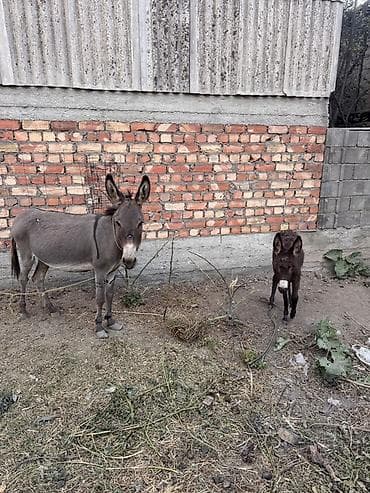 Ослы – пара: взрослая ослица с жеребёнком - Вид: домашние ослы at lalafo.kg Ослы – пара: взрослая ослица с жеребёнком - Вид: домашние ослы