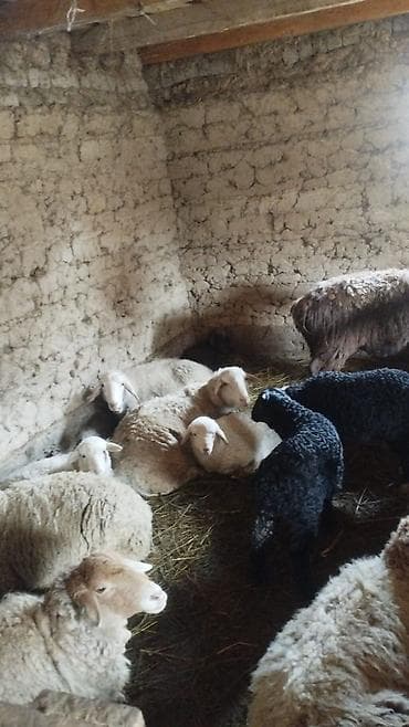 Продаю | Овца (самка) | Для разведения | Матка at lalafo.kg Продаю | Овца (самка) | Для разведения | Матка