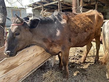 Продаю | Корова (самка) | Для молока | Привязанные at lalafo.kg Продаю | Корова (самка) | Для молока | Привязанные