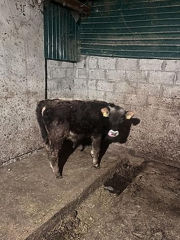 Продаю | Бык (самец) | На откорм | Привязанные at lalafo.kg Продаю | Бык (самец) | На откорм | Привязанные