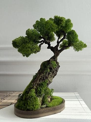 Бонсай ручной работы из натурального стабилизированного мха от 1500 at lalafo.kg Бонсай ручной работы из натурального стабилизированного мха от 1500