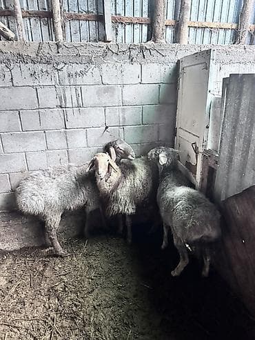 Продаю | Баран (самец) at lalafo.kg Продаю | Баран (самец)