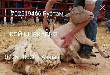 Продаю | Овца (самка), Ягненок, Баран (самец) at lalafo.kg Продаю | Овца (самка), Ягненок, Баран (самец)